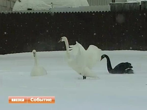 Лебеди с Келарского пруда зимуют в комфортабельных квартирах