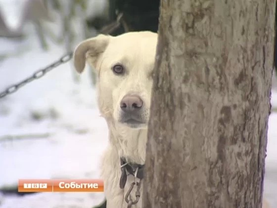 Жительница Семхоза готова пожертвовать столичной жилплощадью, чтобы получить средства на уход за беспризорными животными