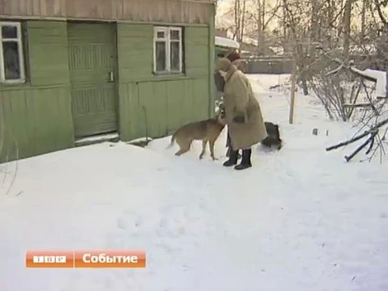 Международный день домашних животных мир отмечает 30 ноября