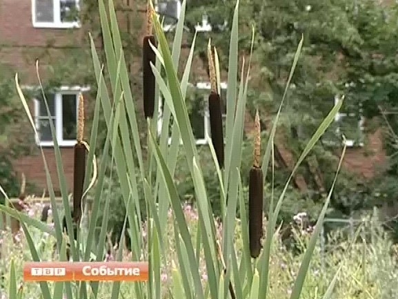 «На дальней станции сойду, трава по пояс». Советский шлягер будто писался про современный Сергиев Посад