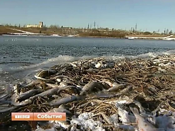 Рыба большая и маленькая, но вся - мёртвая. Что случилось с водоёмом возле Загорской ГАЭС?