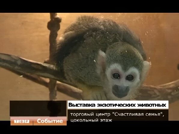 Питоны, обезьяны, рептилии