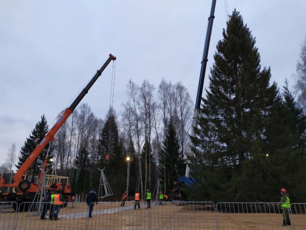 Подъезд к месту вырубки главной ели страны подготовили дорожные службы Подмосковья