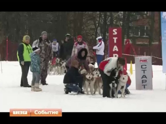 Скиджоринг и спринт-упряжки. В Пересвете состоялись соревнования по ездовому спорту