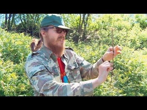 Хотьково украшают соснами