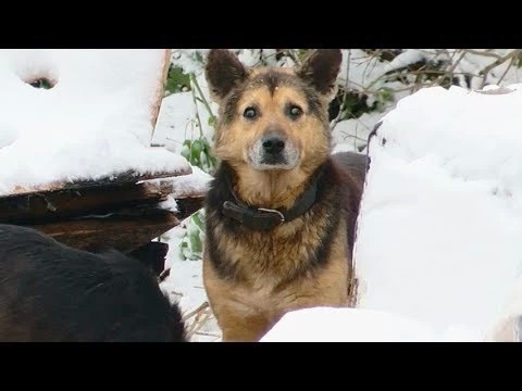 Наказание для живодёров будет жёстче