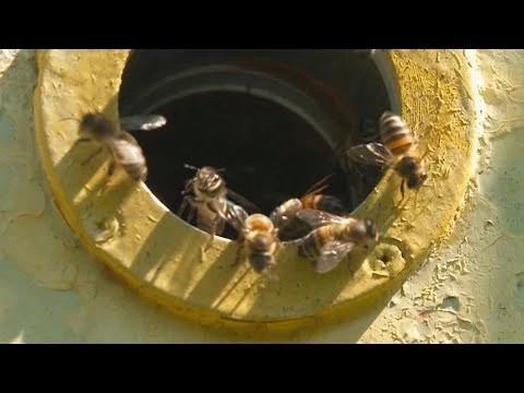 На пасеке Александра Захожего в селе Аким-Анна