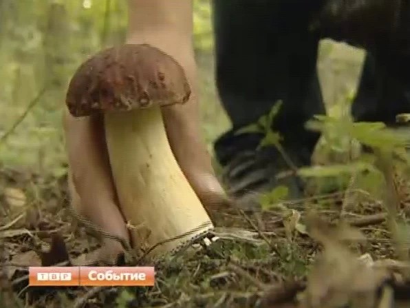 Грибной район