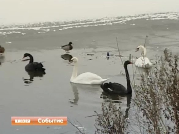 Лебедям, живущим на Келарском пруду, морозы не угрожают