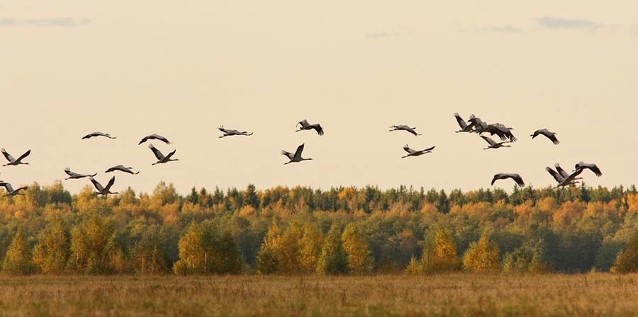 Приглашают на День журавля