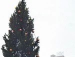 Ель стала символом Подмосковья