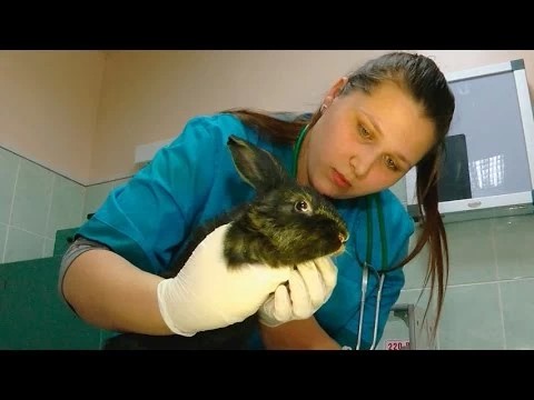Анастасия Аленбаторова посоревнуется с 30 ветеринарами