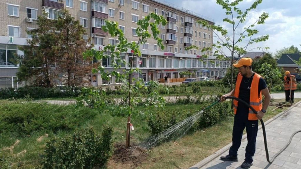 Сломанные деревья в центре Сергиева Посада заменили на новые