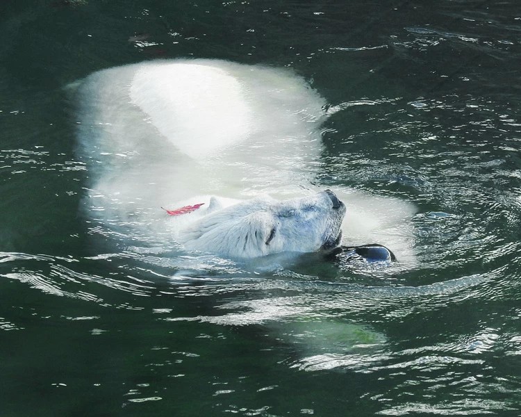 Приходите в белом на медвежью зарядку: московский зоопарк отметит день полярного медведя