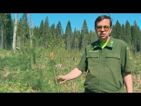 «Лес Победы» прошлых лет прижился хорошо