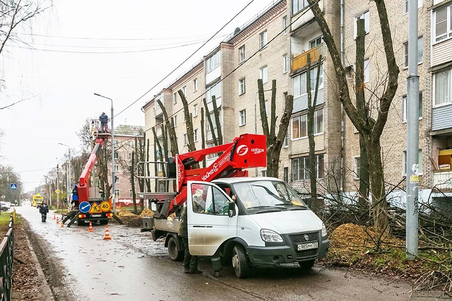 Зачем «обезглавливают» городскую зелень?