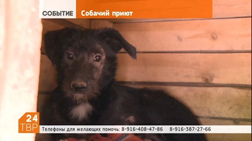 Посадские зоозащитники обращаются к любителям животных за помощью. Восемь брошенных щенков нуждаются в хозяевах