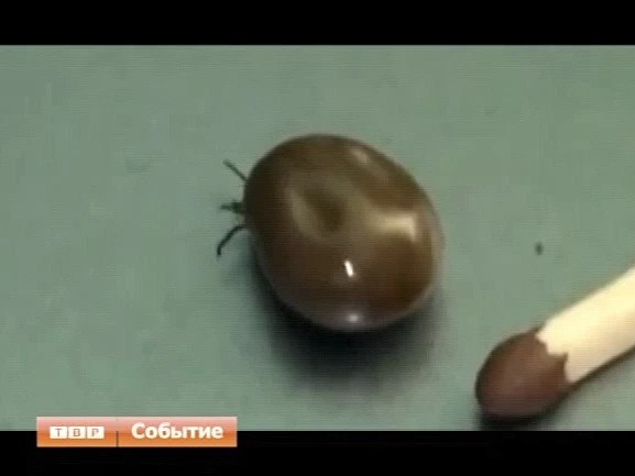 Энцефалит и боррелиоз. Почти сорок тысяч россиян пожаловались на укусы клещей