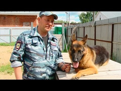 Центр кинологической службы УМВД стал современнее