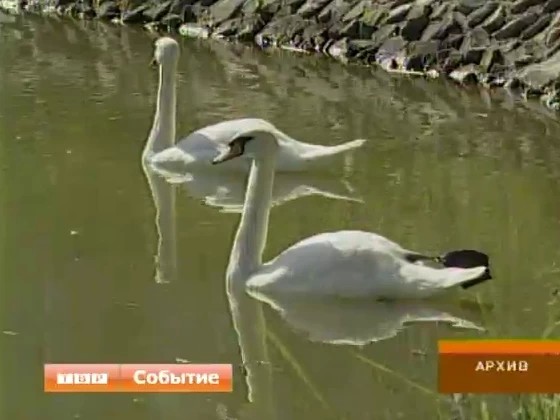 Лебединая верность