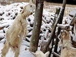 Молочный тост за Новый год