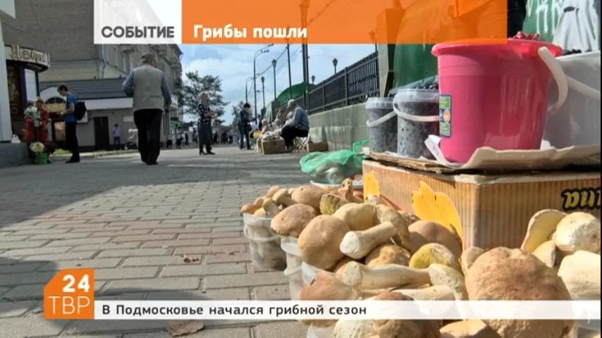 Начало лета грибами не баловало. Даже профессиональные грибники, у кого сбор и продажа поставлены на поток, жаловались на отсутствие главного лесного товара