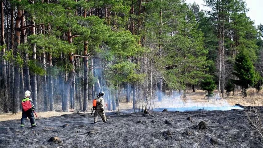 С 1 мая в лесах Сергиево-Посадского округа нельзя жарить шашлыки и разводить костры