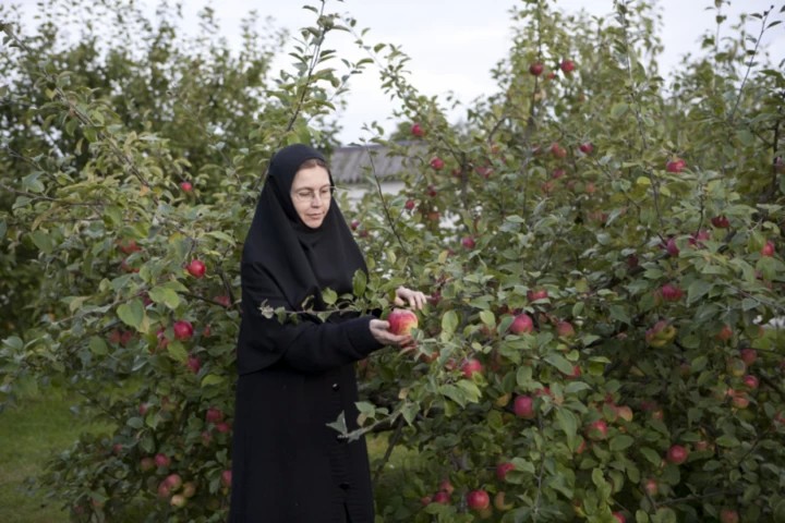 «Золотая коллекция» яблони С.И. Исаева возрождается