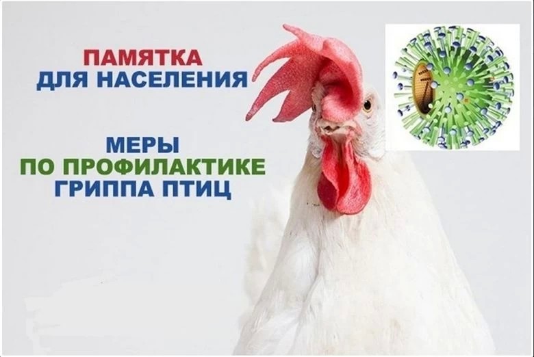 Грипп птиц