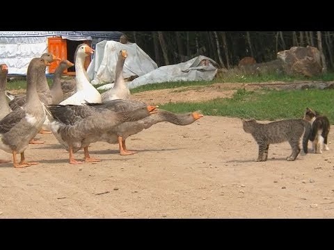 Природная дипломатия