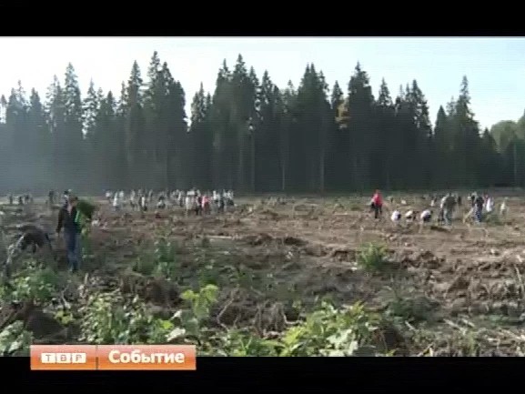 Высадили 25 тысяч деревьев