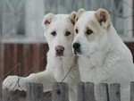Посадским четвероногим выдадут паспорт