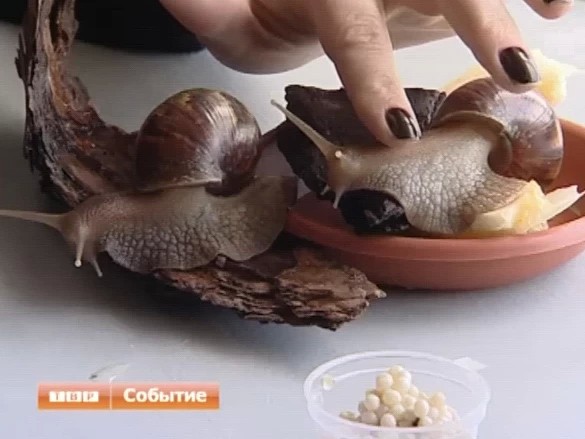Здесь живет Ахатина Ретикулята