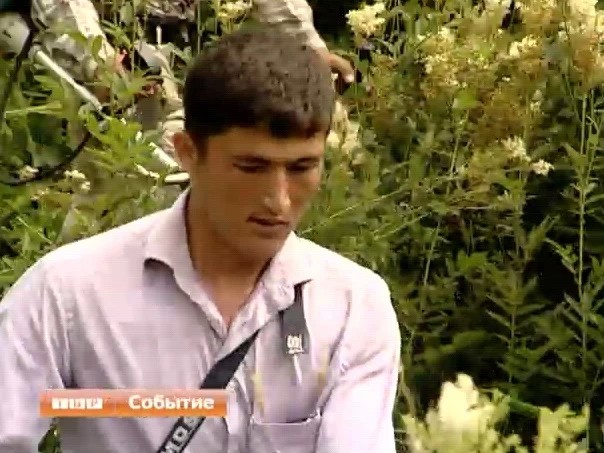 Конопля не конопля