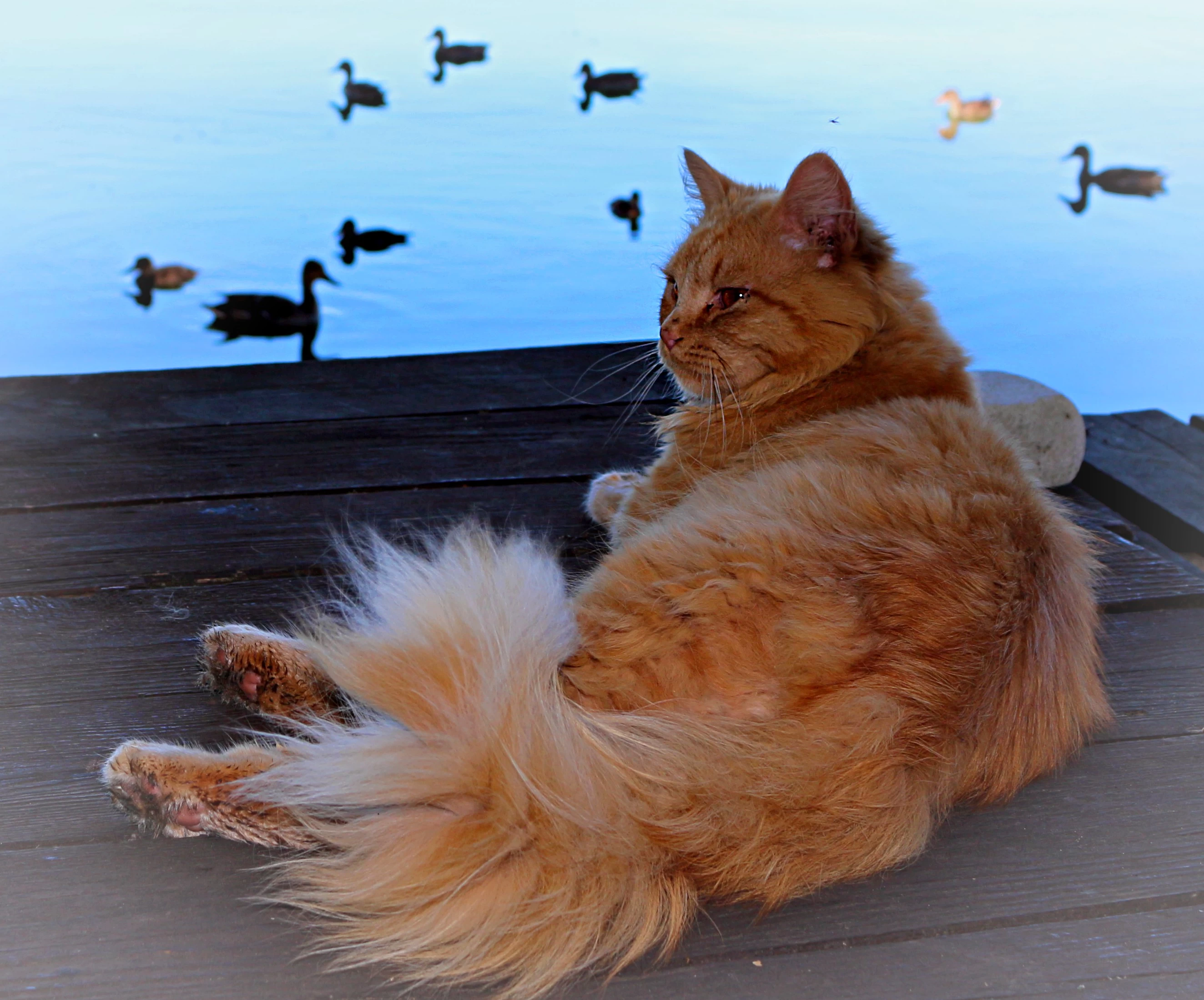 content