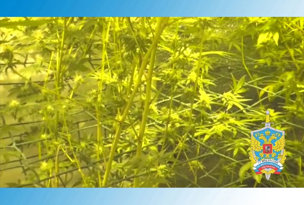 Все расхищено предано продано. Вместо марихуаны петрушка. Сергиев Посад Сергиев приход конопля.